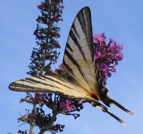 Iphiclides podalirius